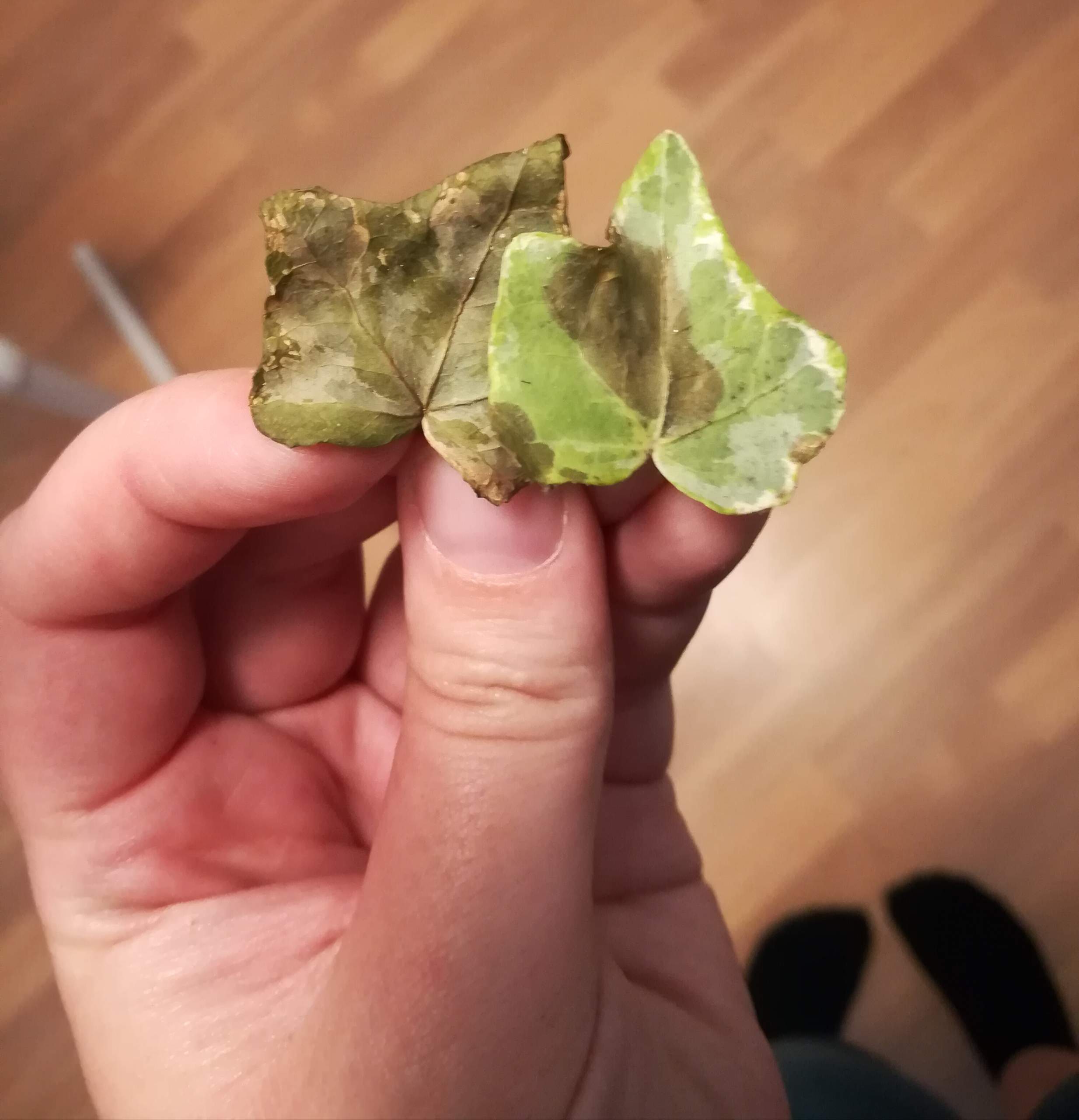 Efeu stirbt? (Pflanzenpflege, Zimmerpflanzen, grüner Daumen)