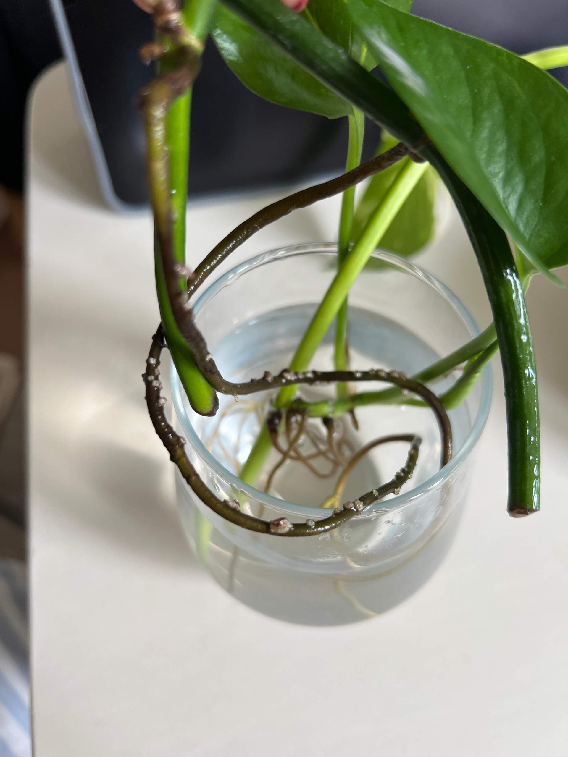 Efeu Tute Ableger hat weie Kgelchen/Ablagerungen - bedenklich? (Wasser,  Schimmel, Pflanzenpflege)