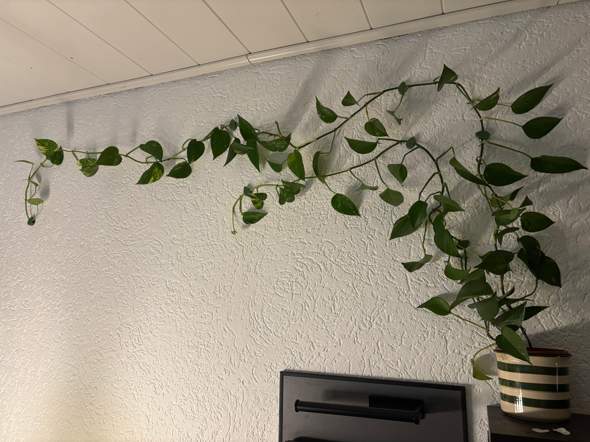 hedera dentata variegata Hedera Dentata variegata