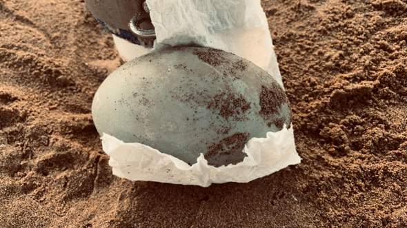 Ei am Strand gefunden?