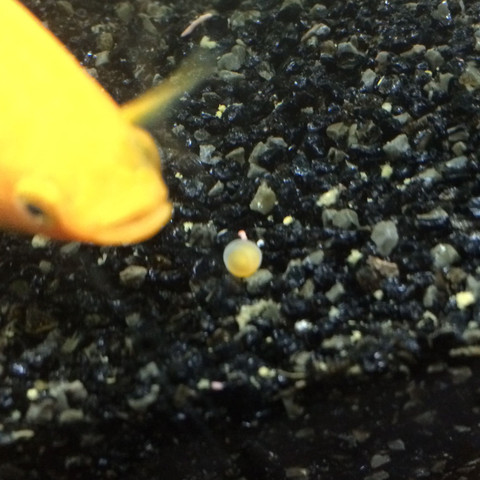 Eier Bild zwei  - (Fische, Aquarium, Nachwuchs)