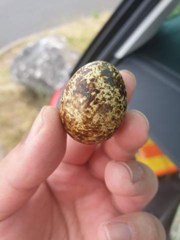 Ei gefunden, was ist das für ein Ei?