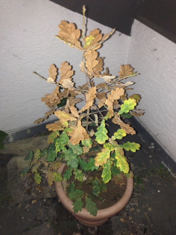 Eiche Verliert Jetzt Schon Blatter Pflanzen Garten Wald