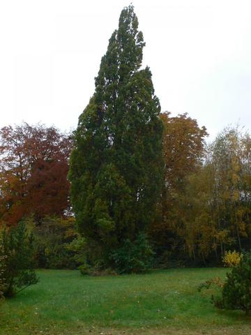 ganzer Baum - (Natur, Baum)
