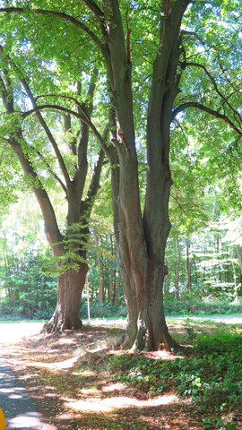 Parkeiche mit verzweigtem Stamm - (Garten, Baum, flora)