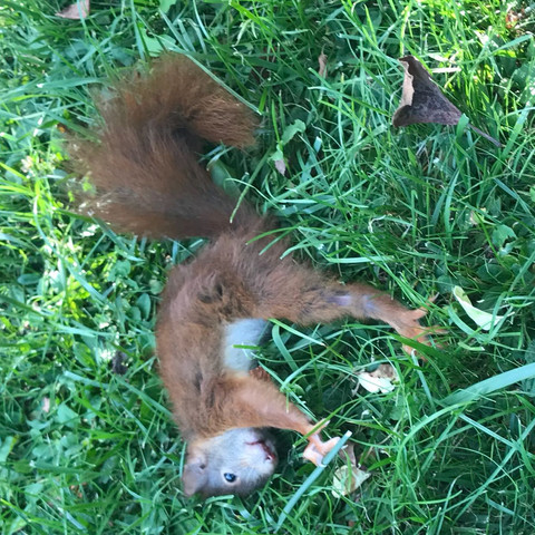 Hier ist das Eichhörnchen direkt nach dem Angriff - (Gesundheit und Medizin, Tiere, Katze)