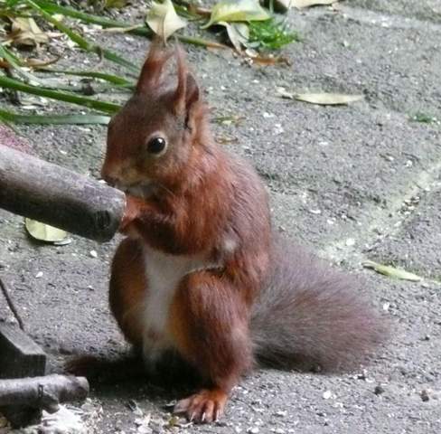 Eichhörnchen. Verwendet ihr im Alltag noch andere Namen für den possierlichen Nager?