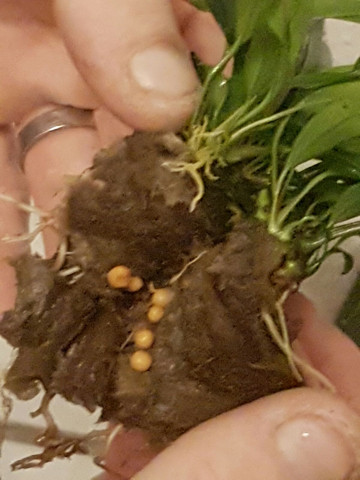 Eier an Aquariumpflanze? (Fische, Aquarium)