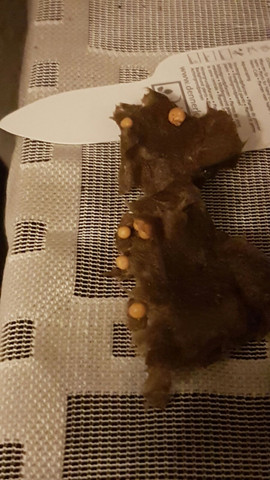 Eier an Aquariumpflanze? (Fische, Aquarium)