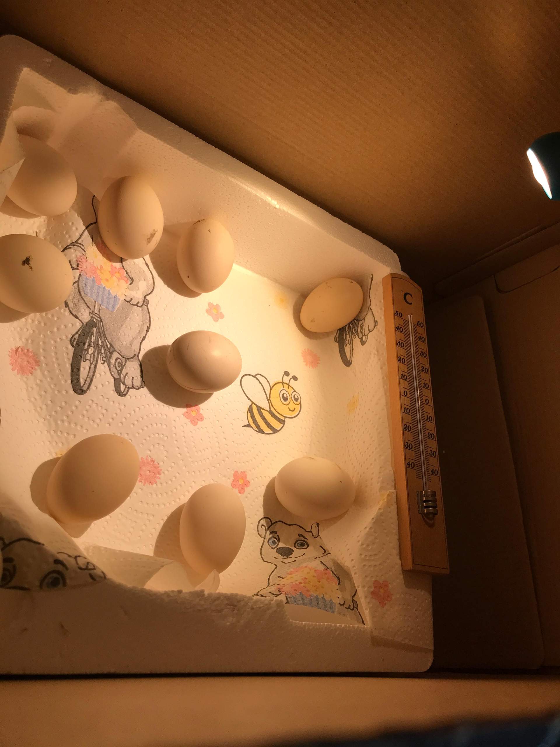 Eier ausbrüten ohne Inkubator? (Wärme, Huhn, Küken)