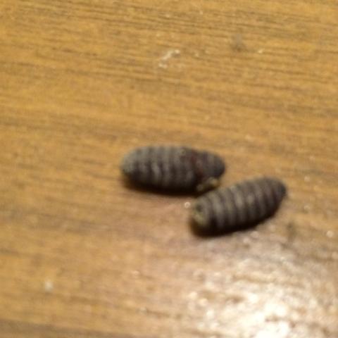 Eier Bzw Larven In Der Kuche Gefunden Insekten Schadlinge