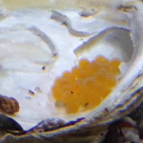 Eier im Aquarium (wels)