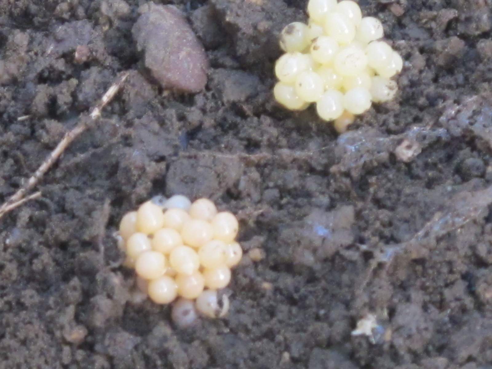 Ich habe Eier im Garten. Was ist das? (Tiere, Natur, Frosch)