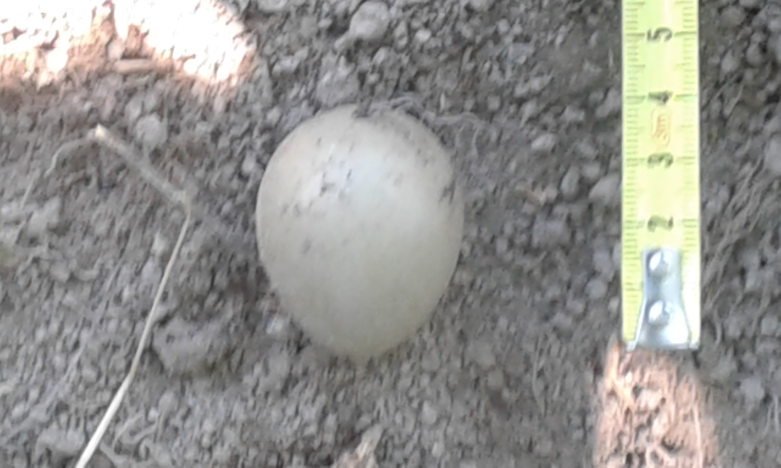 Eier im Garten gefunden Schlangeneier? (Tiere, Natur, Schlangen)