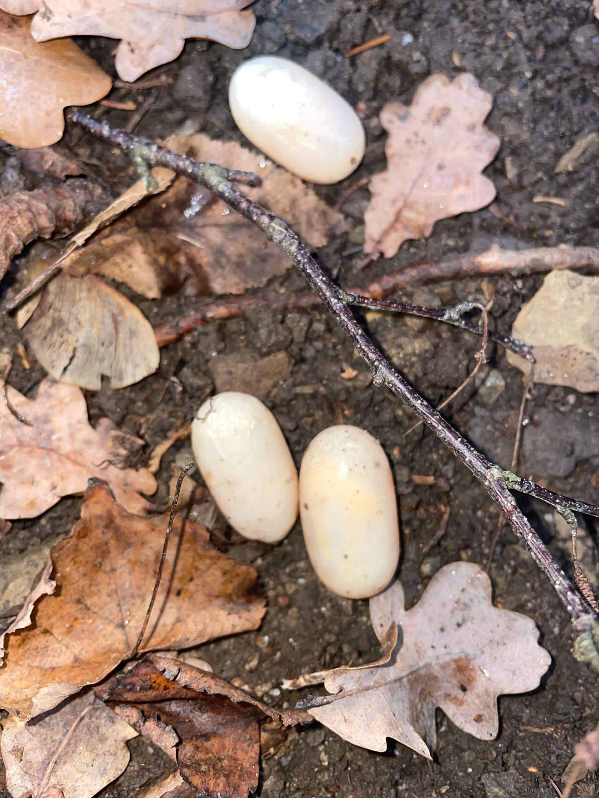 Eier im Garten gefunden? (Tiere, Insekten, Vögel)