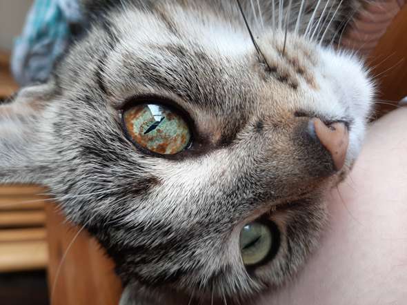 ein auge meiner katze wird braun ist das normal mit fotos tiere augen katzen