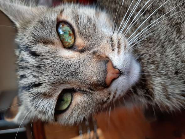 ein auge meiner katze wird braun ist das normal mit fotos tiere augen katzen