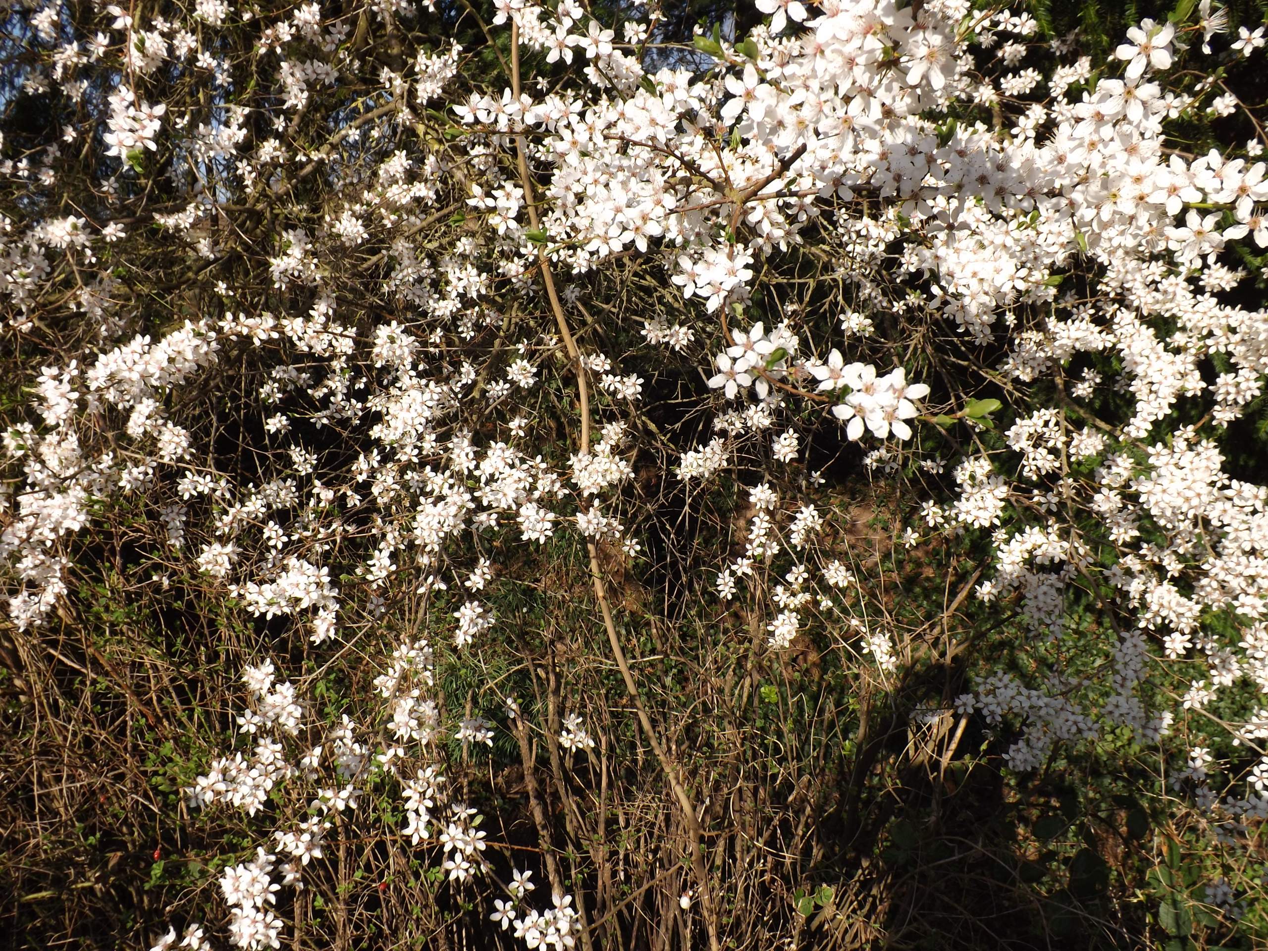 ein Baum mit kleinen weißen Blüten? (Pflanzen, Botanik, Gärtner)