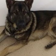 Hund zugelaufen - (Tiere, Hund, Polizei)
