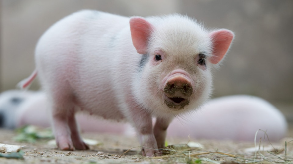 Ein Schwein als Haustier halten eine gute Idee?