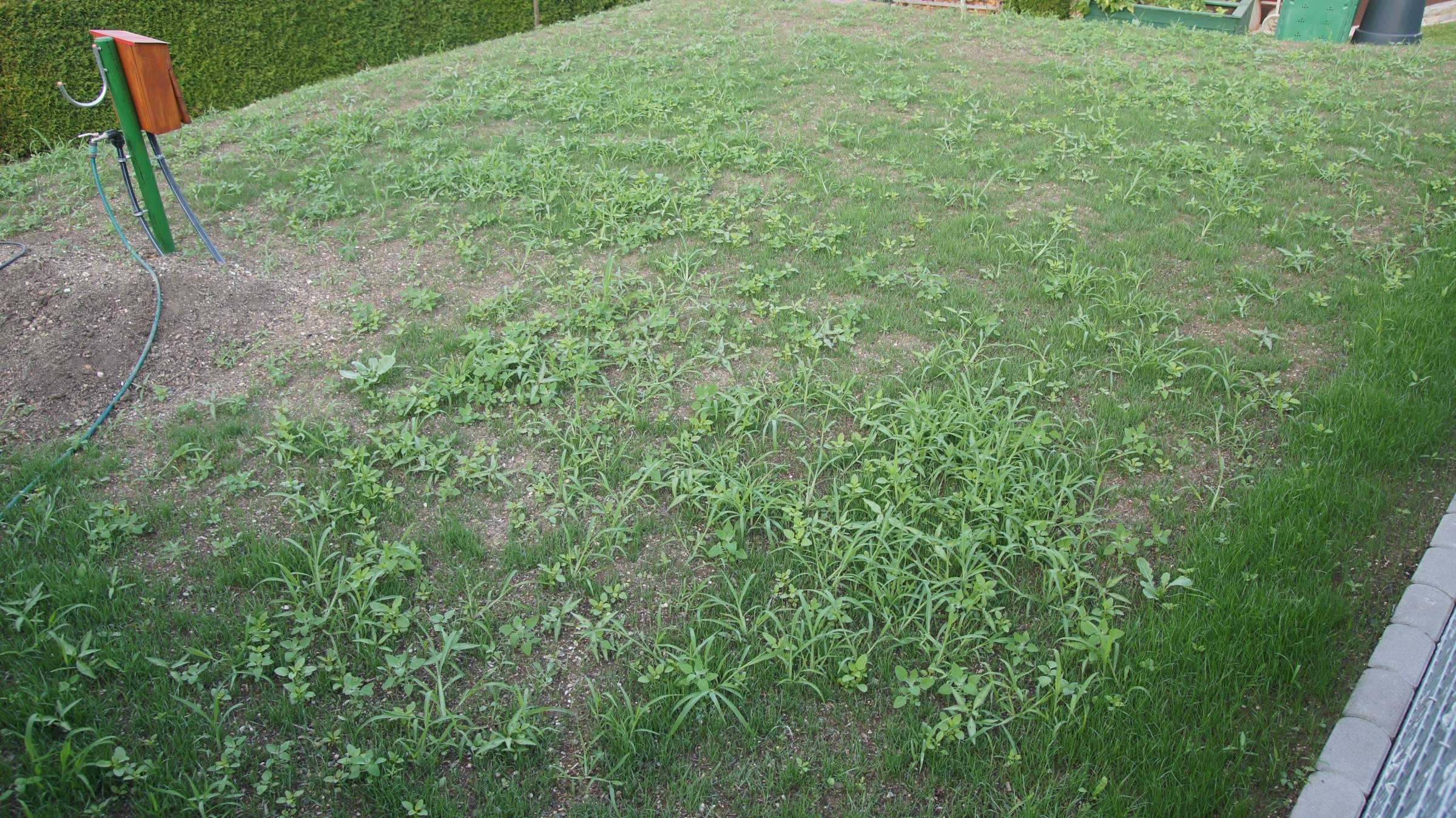 Ist Das Ein Unkraut Oder Nicht Pflanzen Garten Gras 