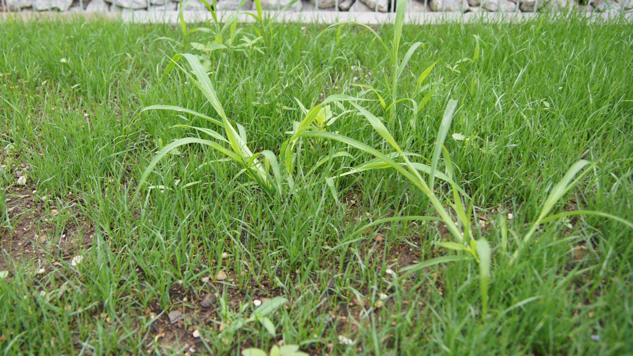 Ist Das Ein Unkraut Oder Nicht Pflanzen Garten Gras 
