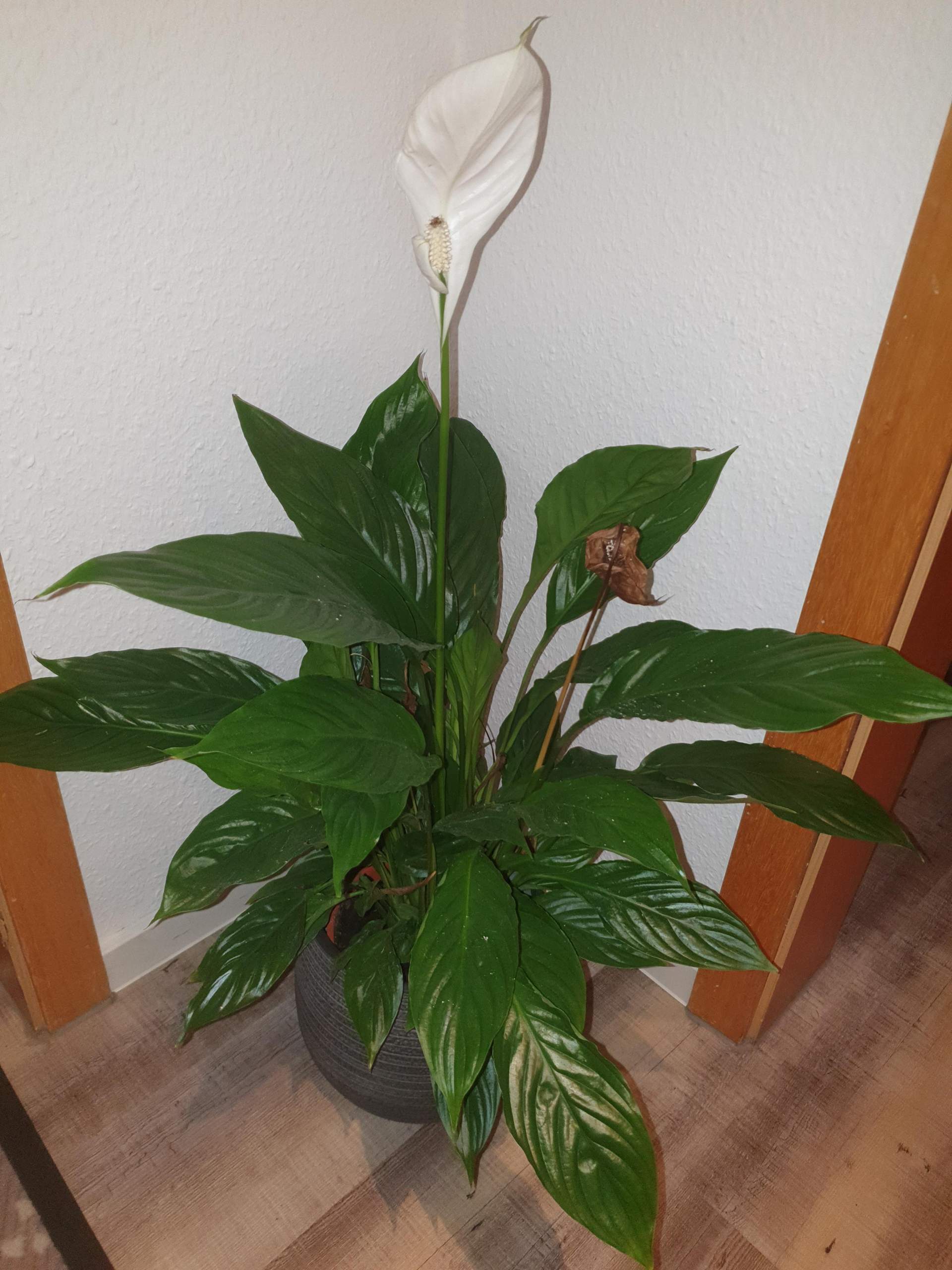 Einblatt wie retten? (Flecken, Blumen, Pflanzenpflege)