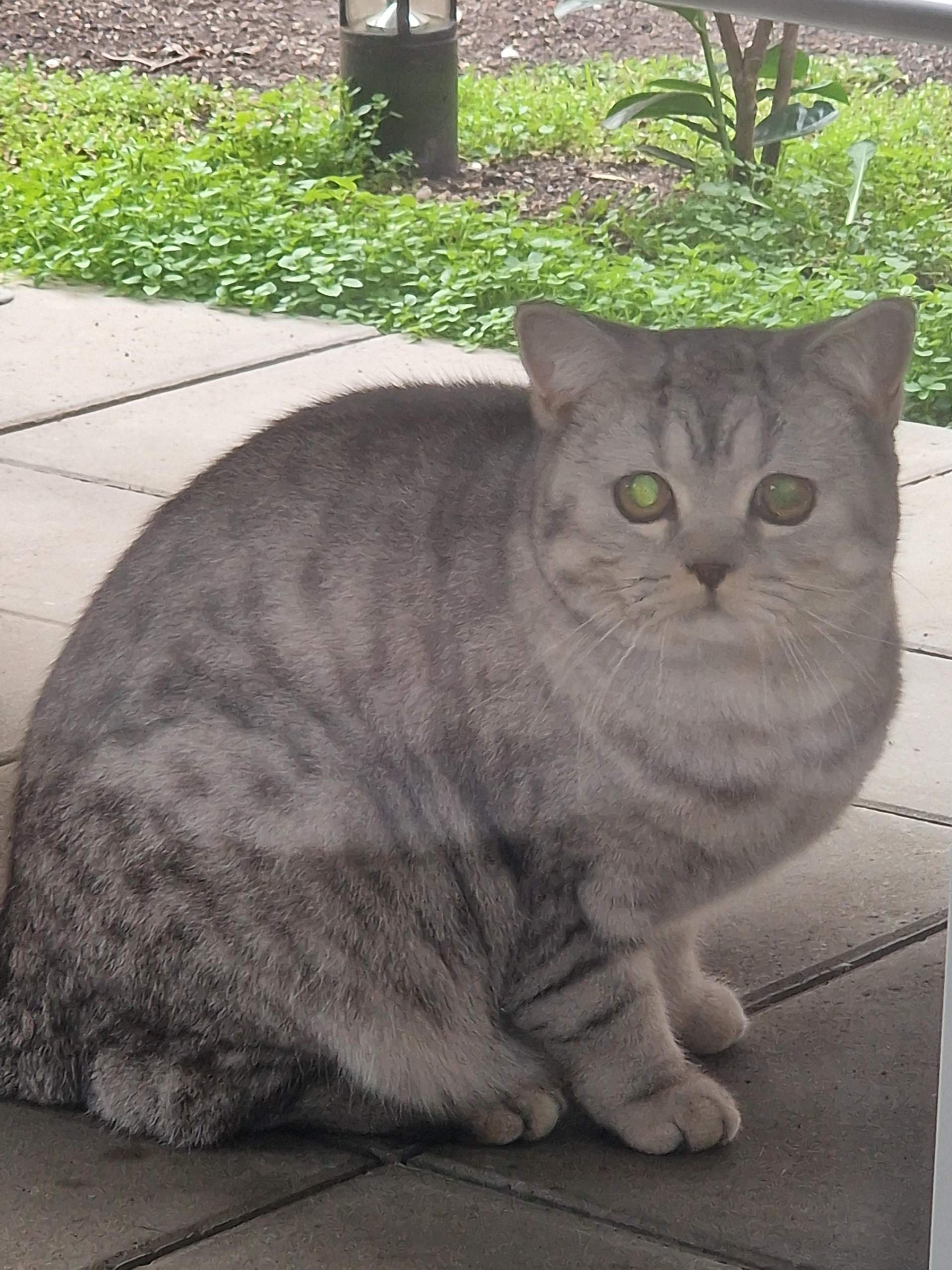 Eine Fremde Katze ist bei uns im Garten und ich weiß nicht wem sie