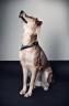 Jeany - (Hund, Versicherung, Operation)