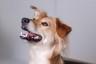 Jeany - (Hund, Versicherung, Operation)
