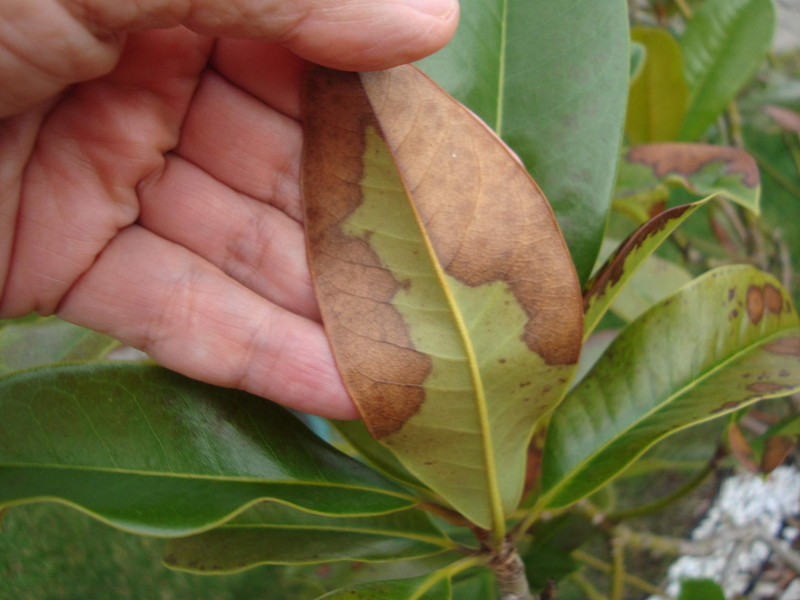 Eine immergrüne Magnolie scheint krank zu sein. Was ist das und wie behandelt man die Krankheit ...