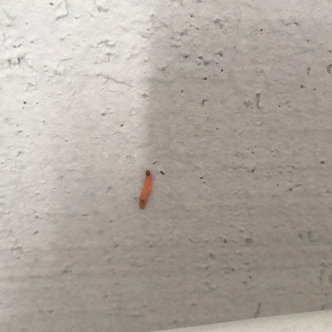 Eine Raupe Insekten Larven