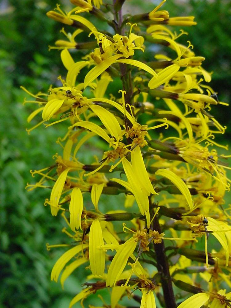 Eine unbekannte gelbe Blume wie heißt sie? (Pflanzen