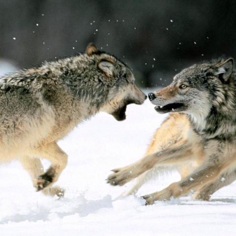 Hier sieht man zwei Wölfe die stress haben sowas in der Art muss ich beschre - (Geschichte, Buch, Kampf)