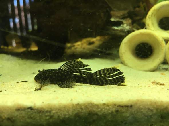 Eingerissene Flossen bei Antennenwels Schleier? (Fische, Aquarium,  Aquaristik)