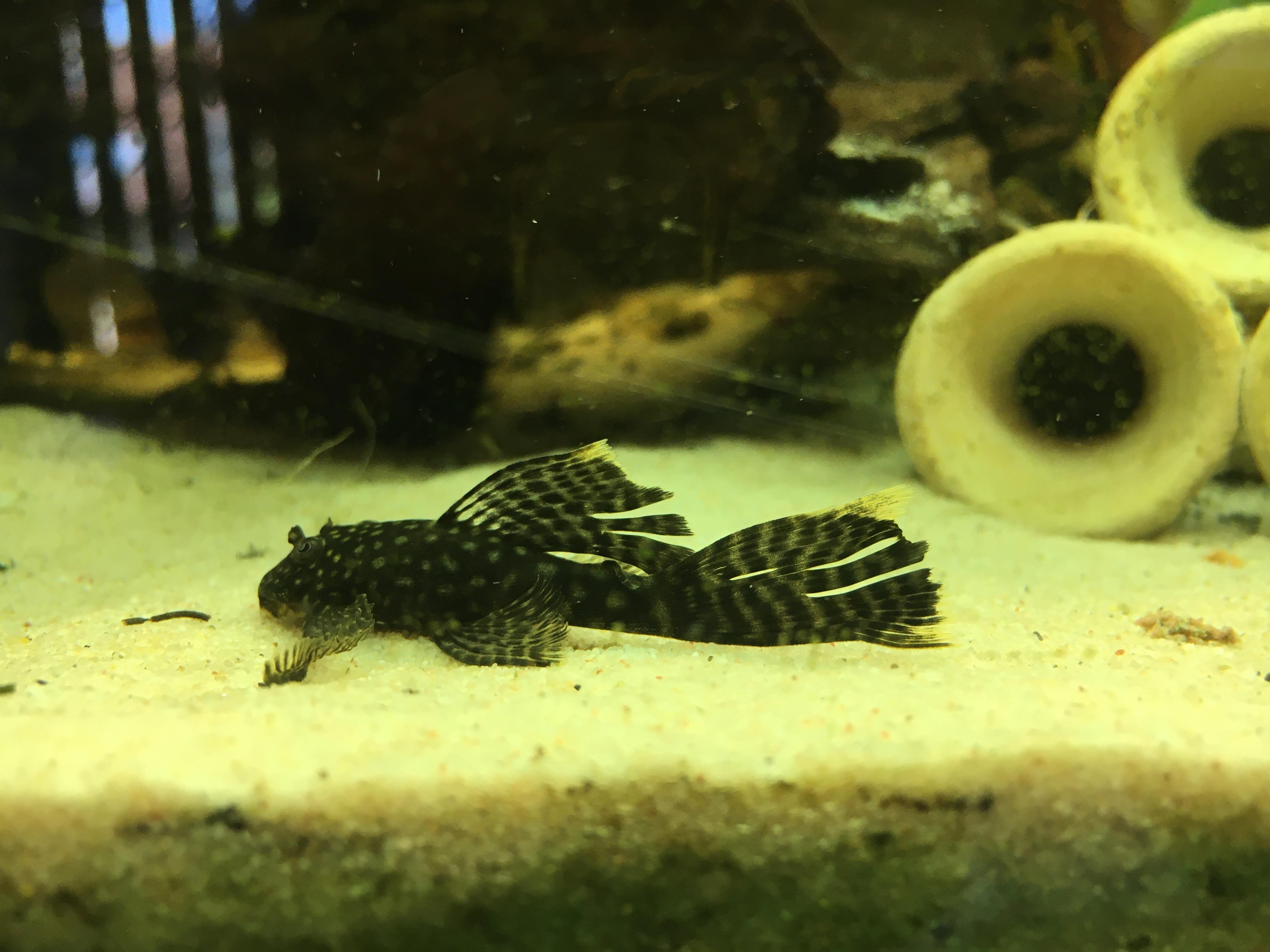 Eingerissene Flossen bei Antennenwels Schleier? (Fische, Aquarium,  Aquaristik)