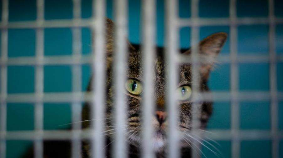 Einsame Hauskatze lebt im Erdgeschoss, sitzt am "offenen Fenster" sieht andere Katzen/Kater
