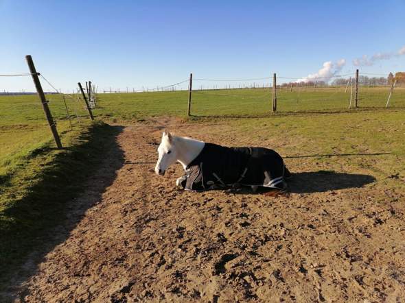 - (Tiere, Pferde, Stall)