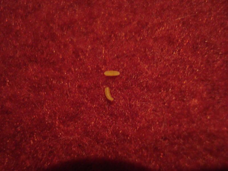 ekel, katze, parasieten...was tun