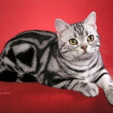 Ekh Oder Bkh Katze Kater Entscheidung