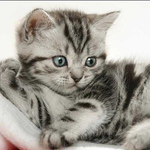 Ekh Oder Bkh Katze Kater Entscheidung