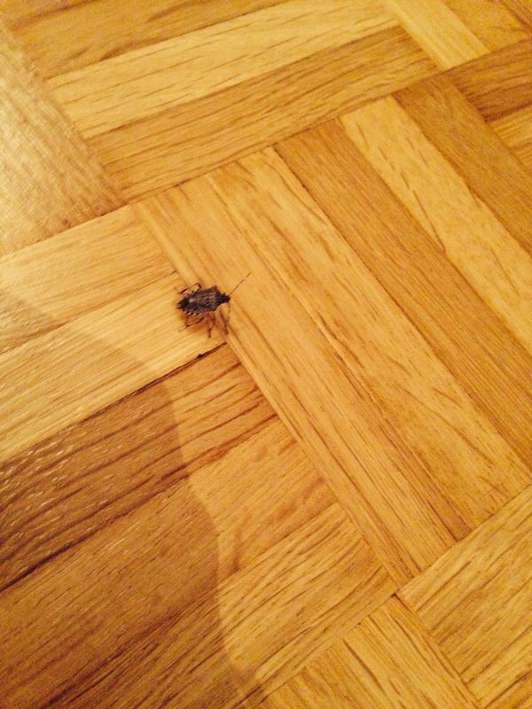 eklige Käfer in der Wohnung - Ungeziefer (Tiere, Wanze)