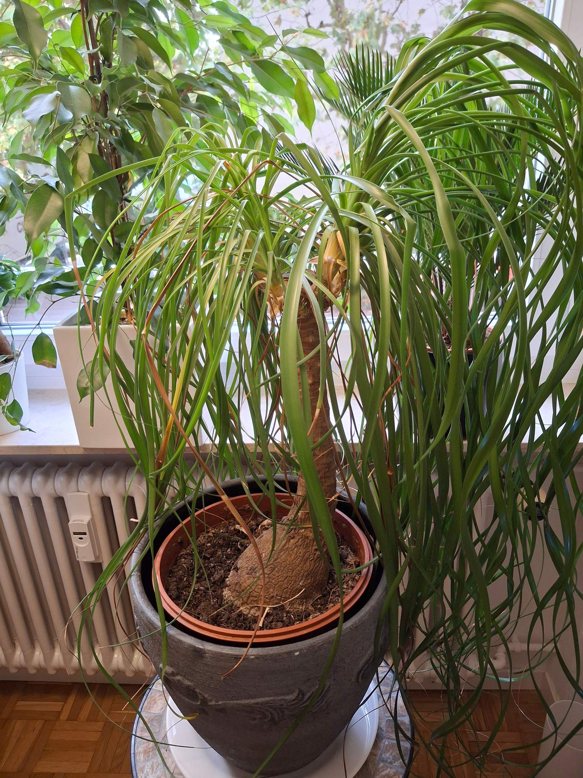 geigenfeige ikea Geigenfeige (Ficus lyrata) XXL-Größe kaufen main image 0