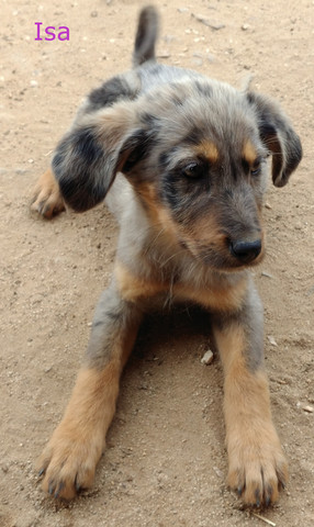 - (Hund, Größe, Welpen)