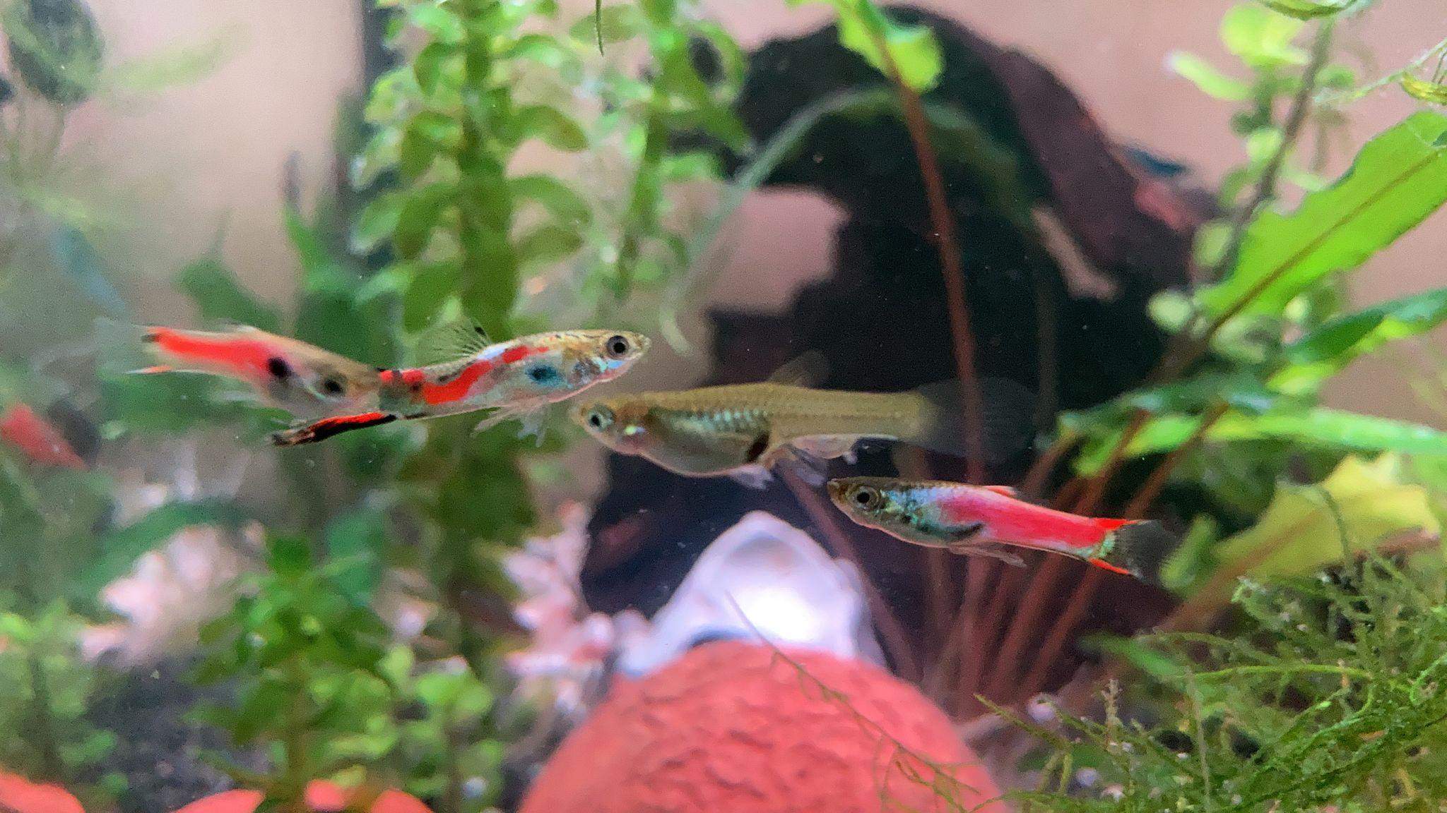 Endler guppy wie lange noch bis Babys? (Fische, Aquarium, Aquaristik)