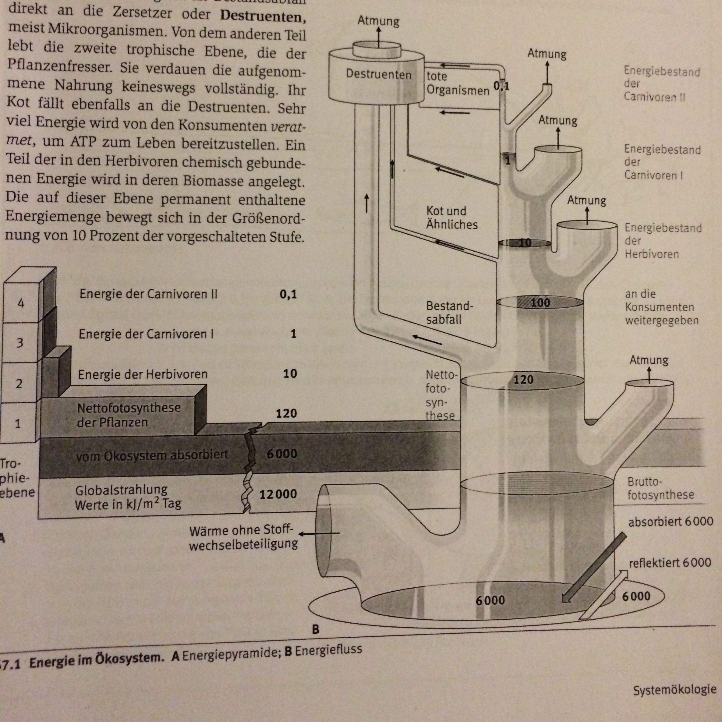 Energiefluss von einem Ökosystem? (Biologie, Energie)