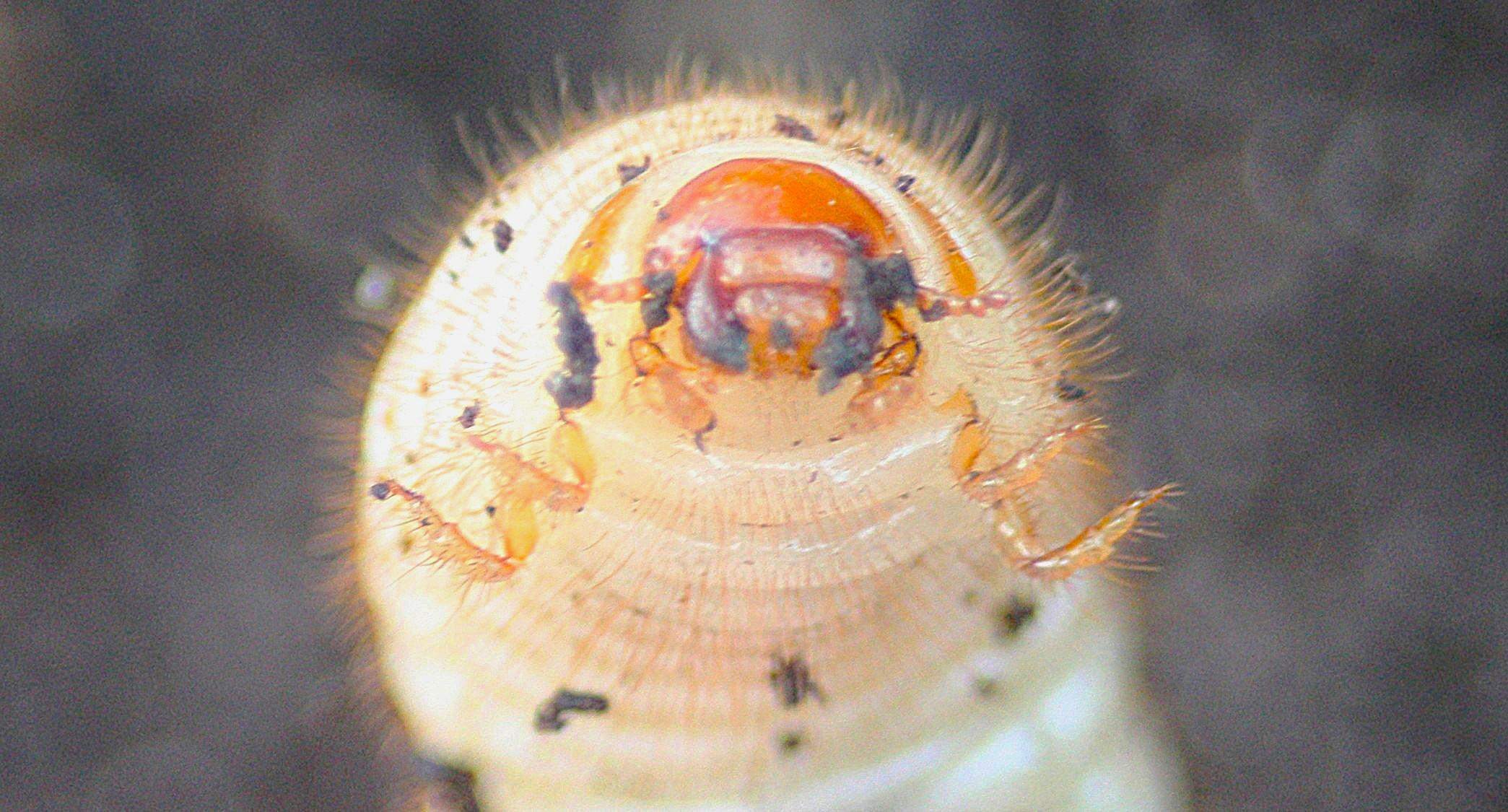 Engerlinge? (Käfer, Maikäfer, Hirschkäfer)