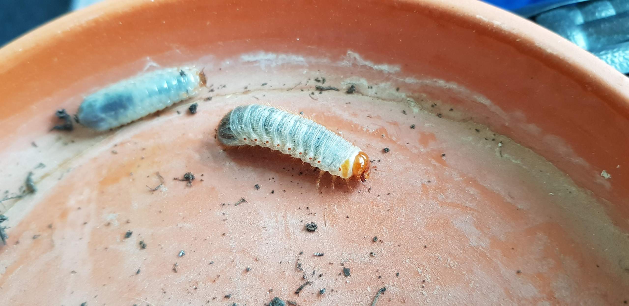 Wie Kommen Engerlinge In Den Blumentopf Engerlinge im Blumentopf? (Schädlinge, Balkon)