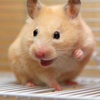 Für diesen Hamster - (Tiere, Englisch, Name)