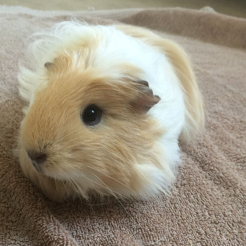 Englischer Meerschweinchen Name Gesucht Englisch English